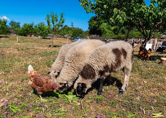 My Dalmatia - Maria With Private Swimming Pool